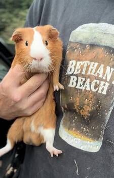 Rescue Guinea Pig Guinea Pigs for Adoption in Beaverdam Lake-salisbury Mills, New York - Jose | PetCurious